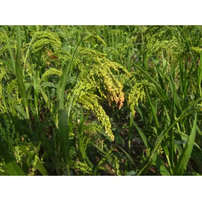 Дніпровський 39