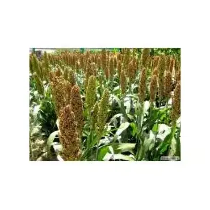 Одесский 205 / Одеський 205