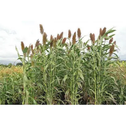 Ковалівська