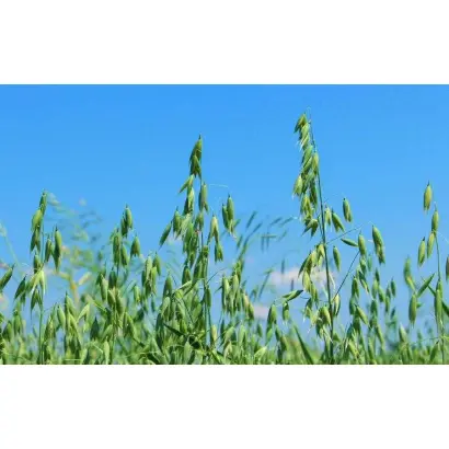 Скарб Степу