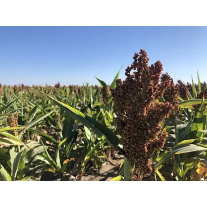 Ботанічний