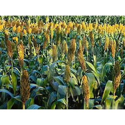 Silo 700D / Сило 700Д