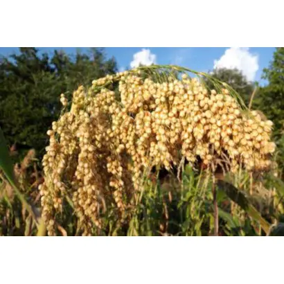 Одесское раннее / Одеське раннє