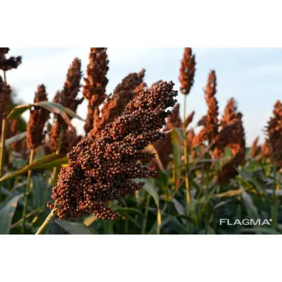 Юбилейный / Ювілейне