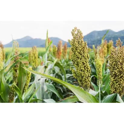 Новоолексіївський