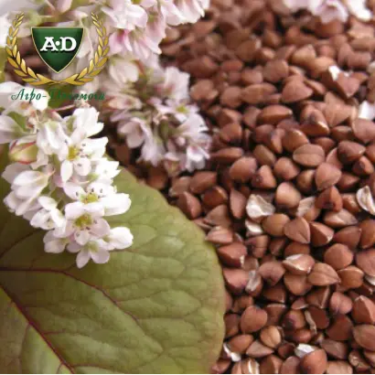 Слобожанка