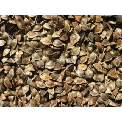 Виктория / Вікторія