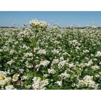 Зеленоквіткова 90