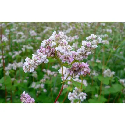 Иванна / Іванна