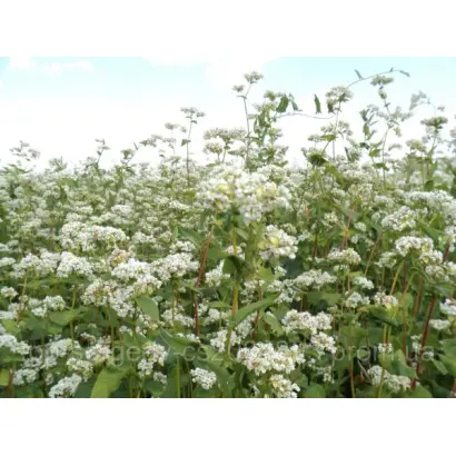 Киевская / Київська