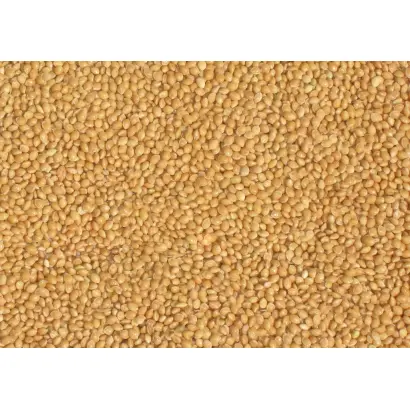 Біла альтанка