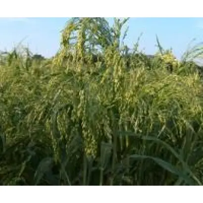 Киевское 87 / Київське 87