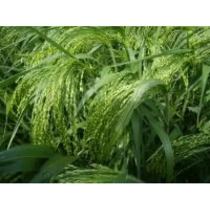 Киевское 96 / Київське 96