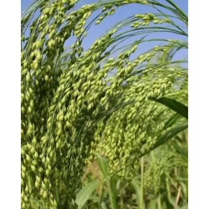 Константинівське