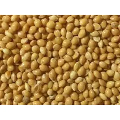 Мироновское 51 / Миронівське 51