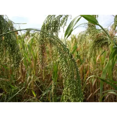 Слобожанське