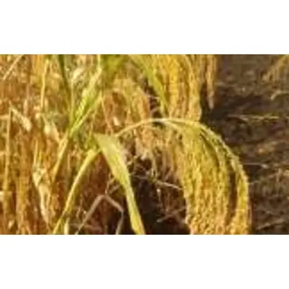 Сонечко слобідське