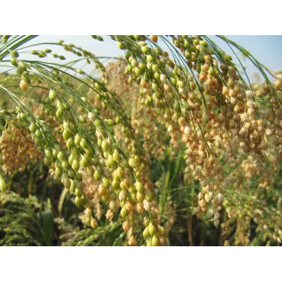 Чабанівське