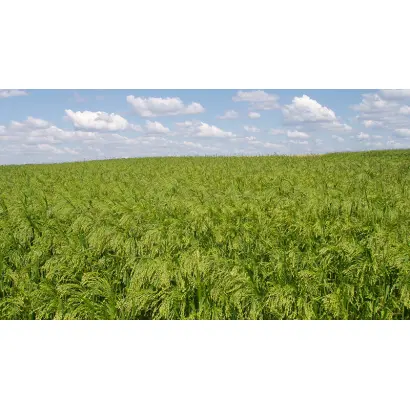 Новокиївське 01