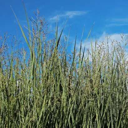 Солнечное / Сонячне