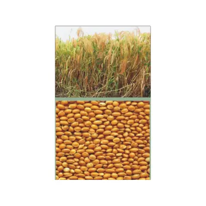 Харьковское 31 / Харківське 31