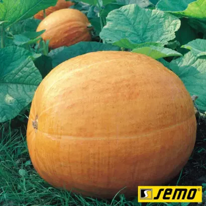 Golias / Голіаш