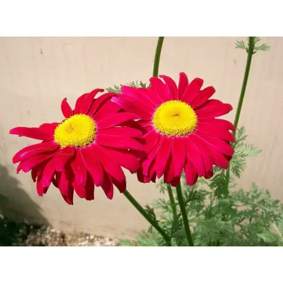 Romanica / Романіка