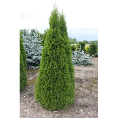 Smaragd / Смарагд