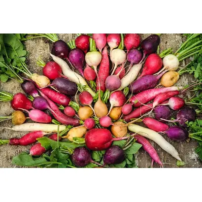 Радуга / Райдуга