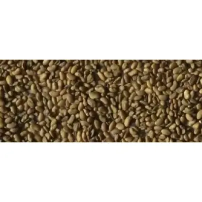 Синьооке диво