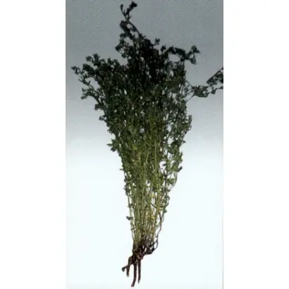 Владислава