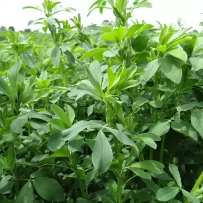 GALAXIE / ГАЛАКСІ