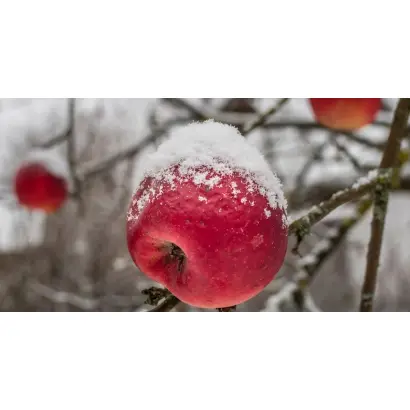 Уманское зимнее / Уманське зимове