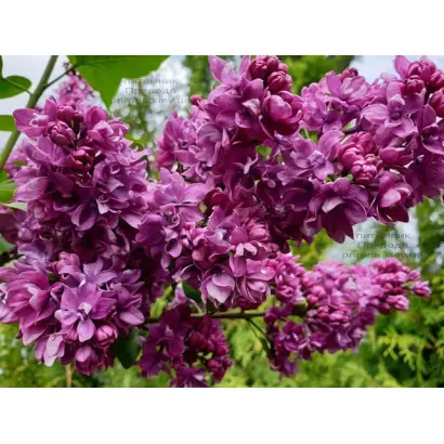 Огни Донбасса / Вогні Донбасу