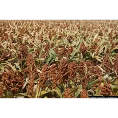 AMIGGO / АМІГГО