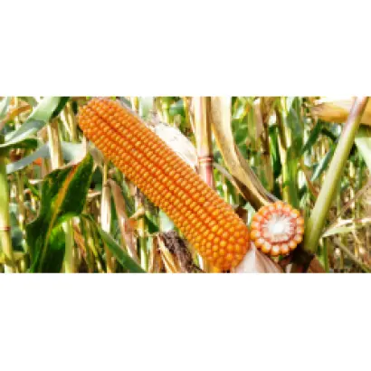 ARIGATO / АРІГАТО