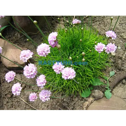 ARMELIA / АРМЕЛІЯ