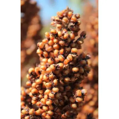 ES WILLY / ЕС ВІЛЛІ