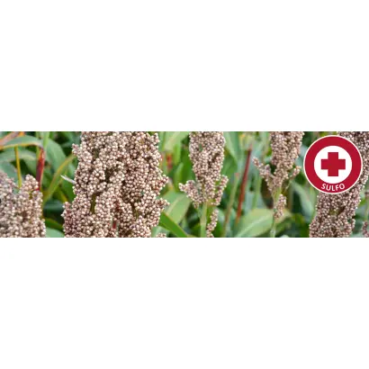 ZEALANDIA / ЗЕАЛАНДІЯ