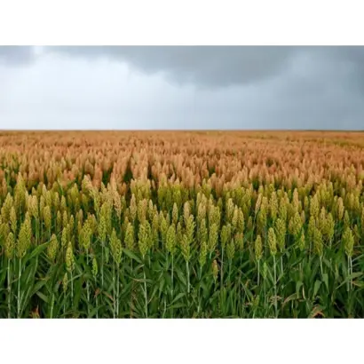 Capello CS / Капелло КС