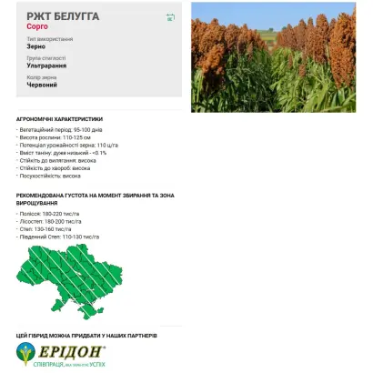 RGT BELUGGA / РЖТ БЕЛУГГА