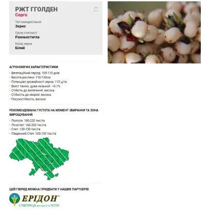 RGT GGOLDEN / РЖТ ГГОЛДЕН