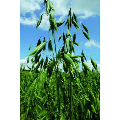 Ivory / Айворі