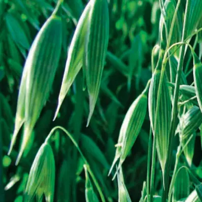 ALBATROS / АЛЬБАТРОС