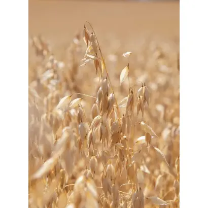 Platin / Платін