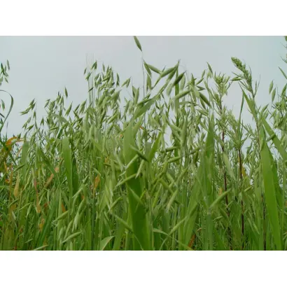 AS 30301 / АС 30301