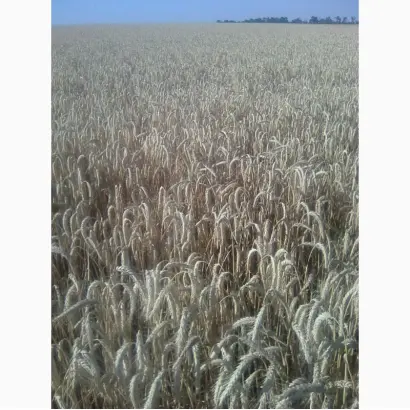 Олександра