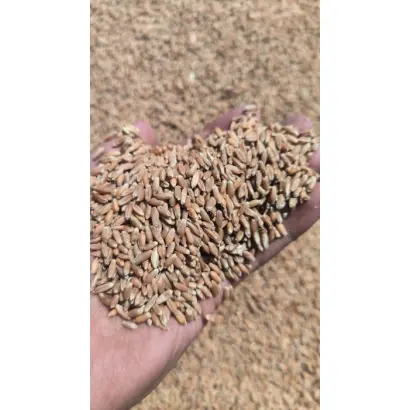 Аристократ