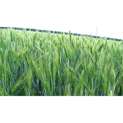 Лукашевський