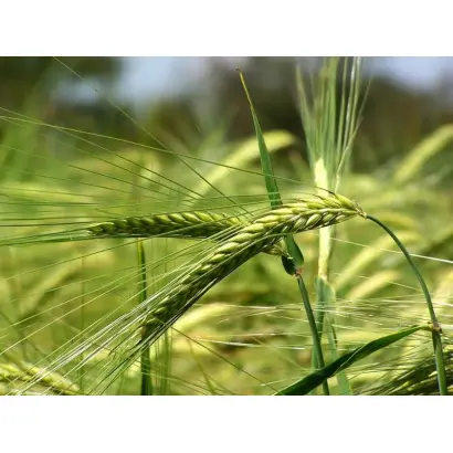 Мироносець